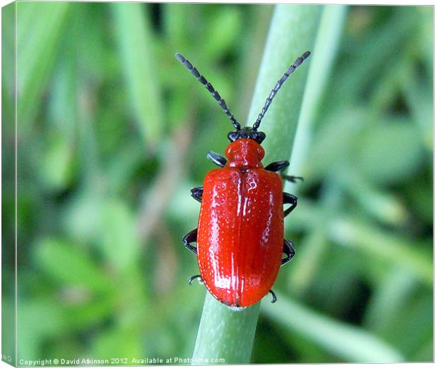 RED LILY BEETLE Canvas Print by David Atkinson