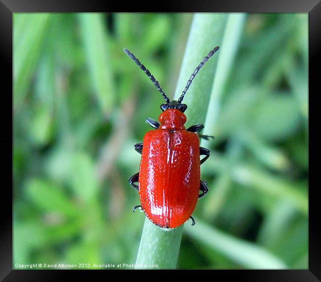 RED LILY BEETLE Framed Print by David Atkinson