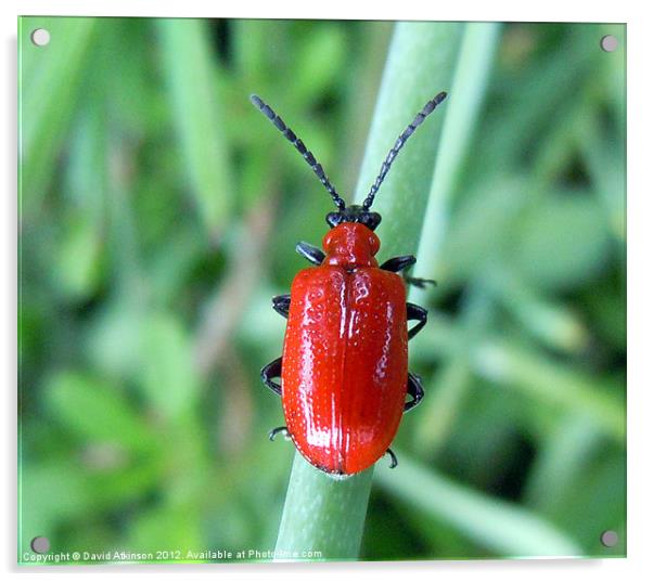 RED LILY BEETLE Acrylic by David Atkinson