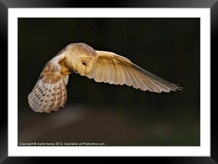 Night Owl Framed Mounted Print by Martin Kemp Wildlife