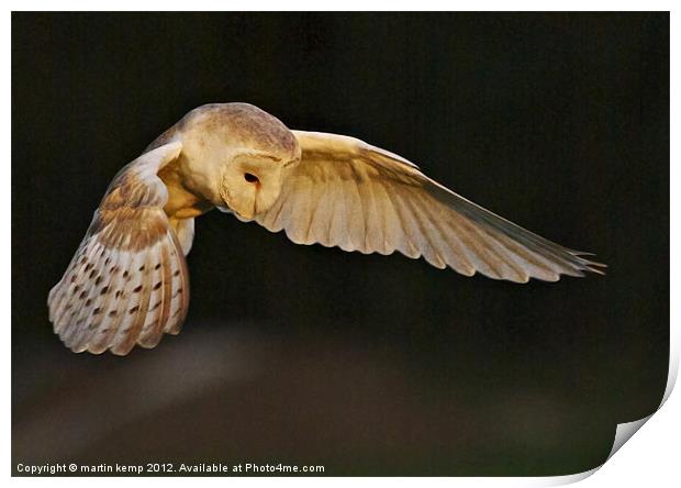 Night Owl Print by Martin Kemp Wildlife