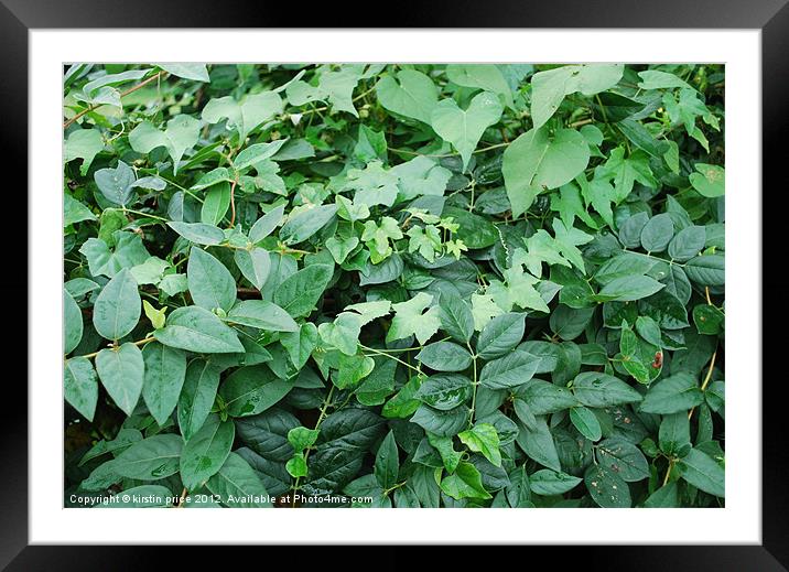 green leaves Framed Mounted Print by kirstin price