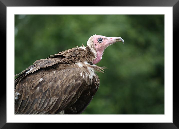 the Vulture Framed Mounted Print by Dean Messenger