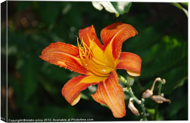 tiger lily Canvas Print by kirstin price