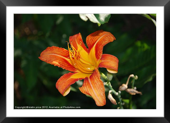 tiger lily Framed Mounted Print by kirstin price