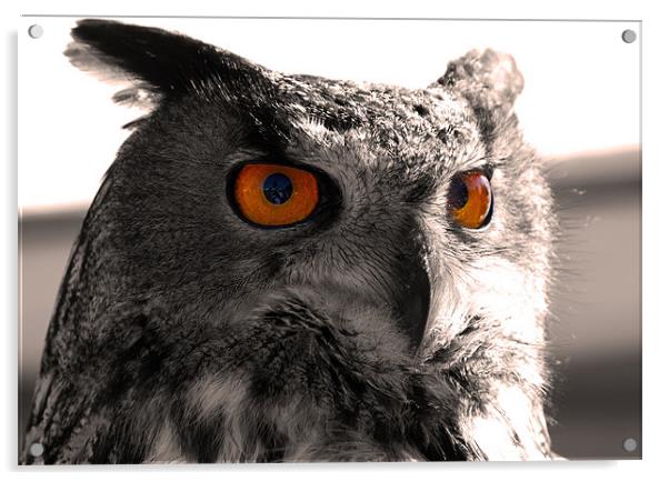 Owl Watch Acrylic by Dean Messenger
