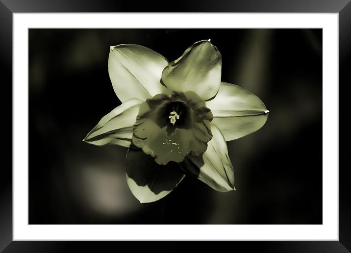 Daffodil Framed Mounted Print by Dean Messenger