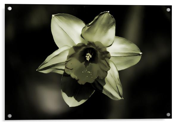 Daffodil Acrylic by Dean Messenger