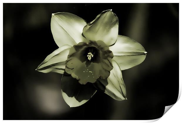 Daffodil Print by Dean Messenger