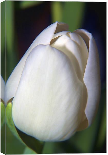 White Tulip Canvas Print by Dean Messenger