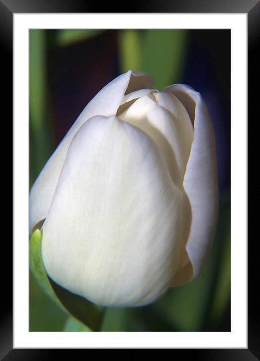 White Tulip Framed Mounted Print by Dean Messenger