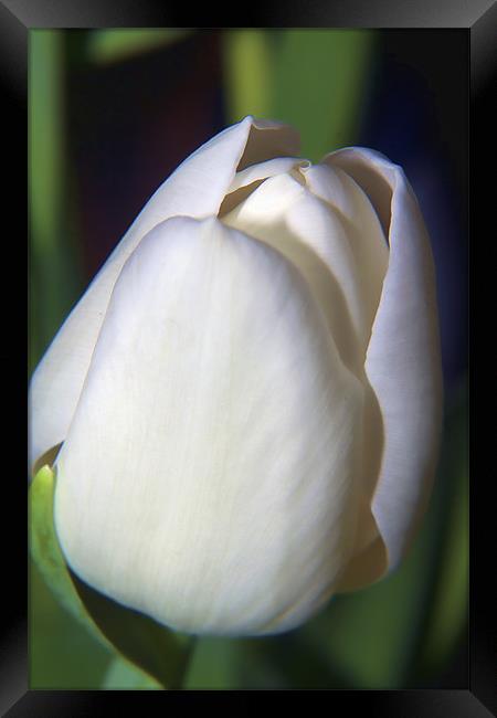 White Tulip Framed Print by Dean Messenger