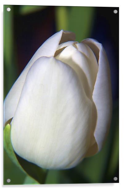 White Tulip Acrylic by Dean Messenger