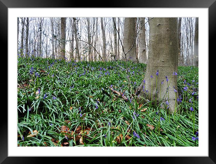 Bluebell walk Framed Mounted Print by michelle rook