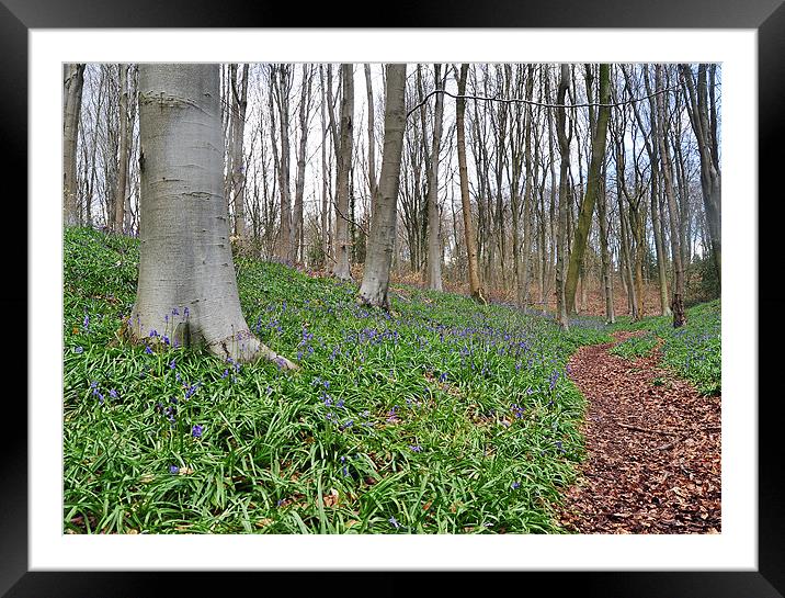 Bluebell woods Framed Mounted Print by michelle rook