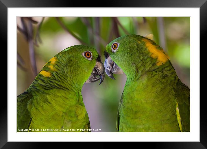 two yellow naped parrots Framed Mounted Print by Craig Lapsley