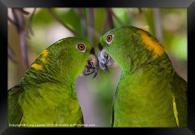 two yellow naped parrots Framed Print by Craig Lapsley