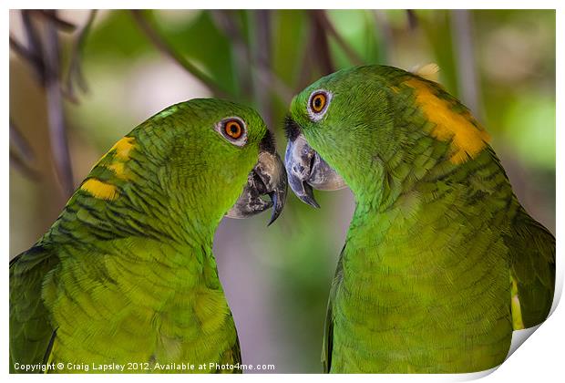 two yellow naped parrots Print by Craig Lapsley