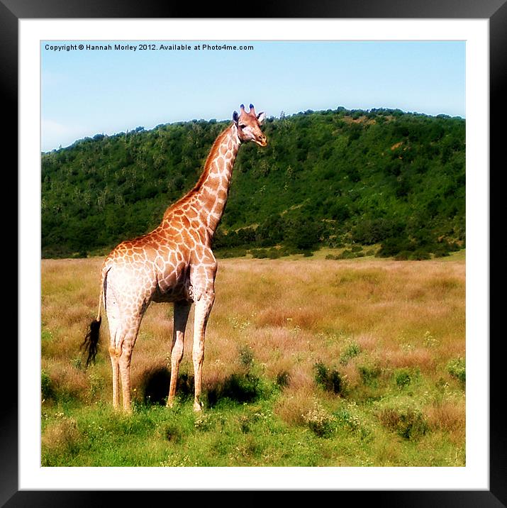 Young Giraffe Framed Mounted Print by Hannah Morley