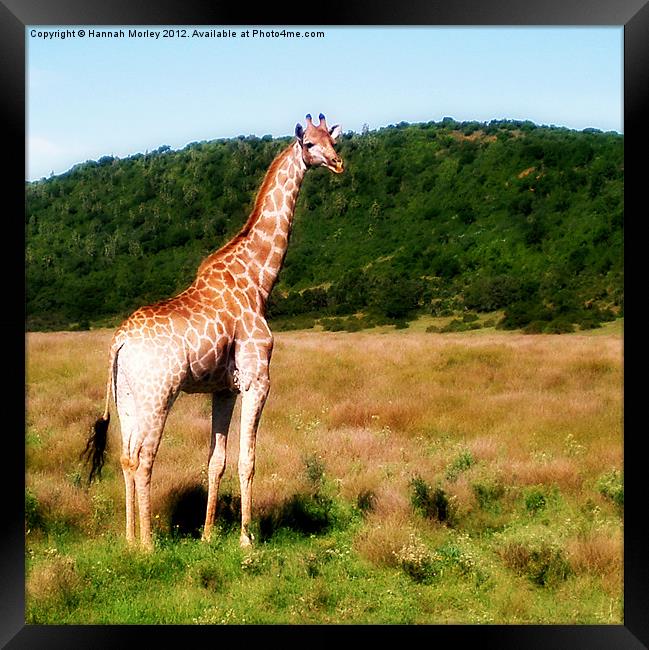 Young Giraffe Framed Print by Hannah Morley