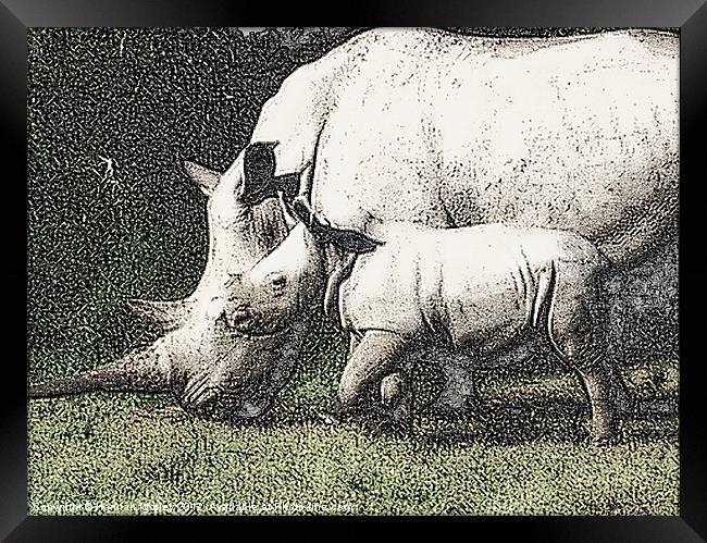 White Rhino and Baby Framed Print by Hannah Morley