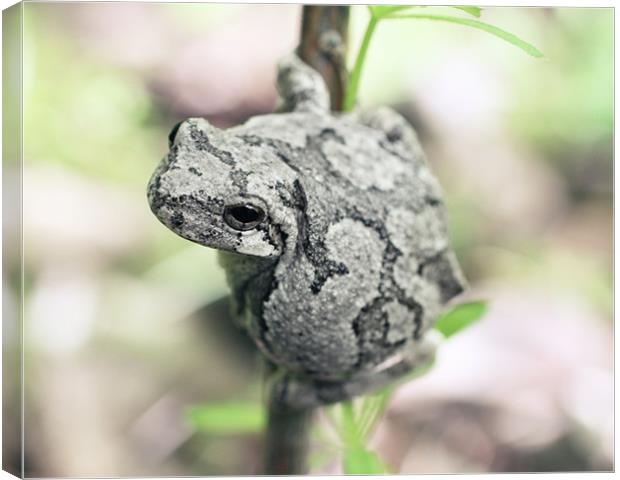 Perched Grey Tree Frog Canvas Print by Rachel Webb