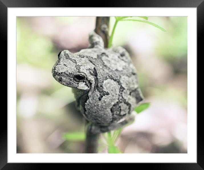 Perched Grey Tree Frog Framed Mounted Print by Rachel Webb