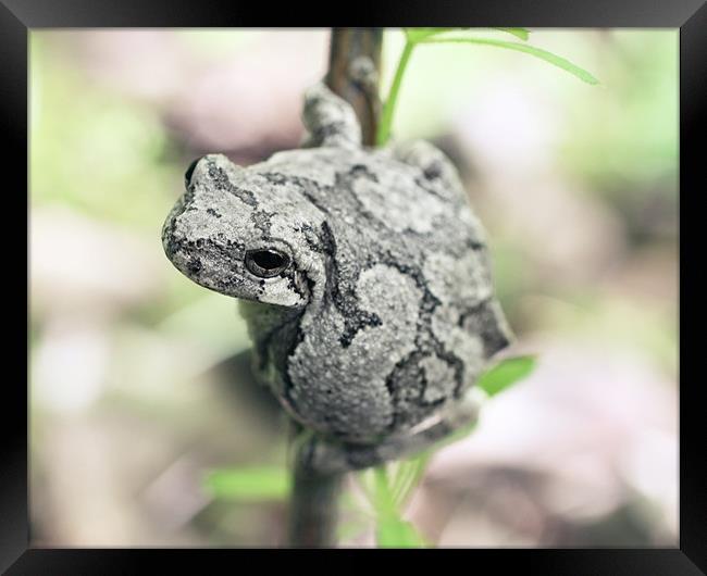 Perched Grey Tree Frog Framed Print by Rachel Webb