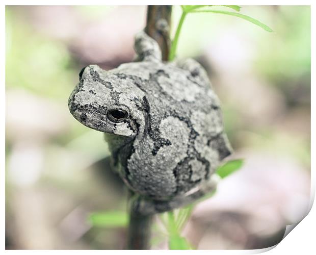Perched Grey Tree Frog Print by Rachel Webb