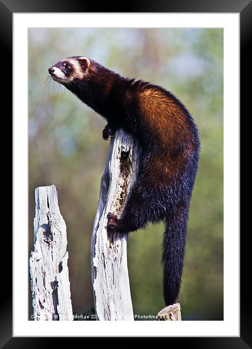 Polecat Framed Mounted Print by Doug McRae