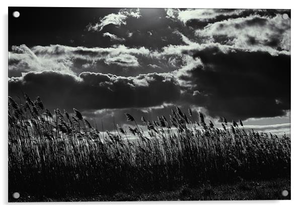bw sunrays over field Acrylic by steven ibinson