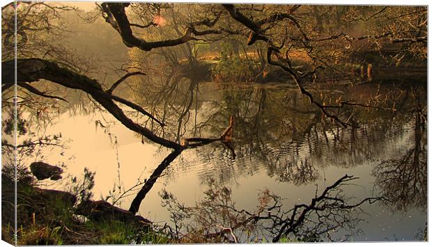 Through the branches... Canvas Print by barbara walsh