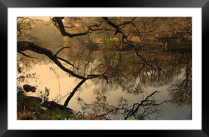 Through the branches... Framed Mounted Print by barbara walsh