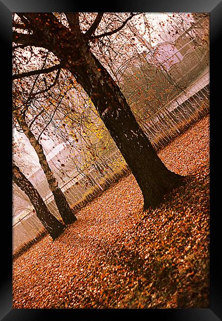 Autumn III Framed Print by