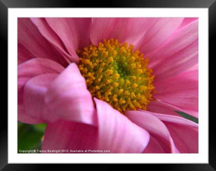 pink pretty Framed Mounted Print by Tracey Boatright