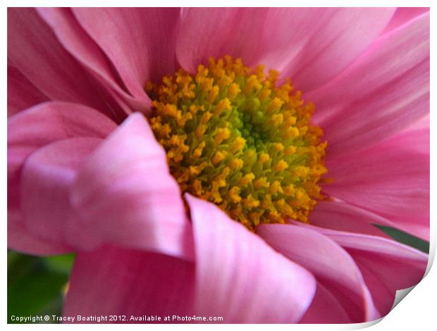 pink pretty Print by Tracey Boatright