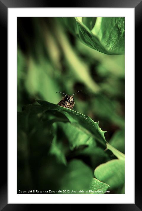 After The Rain.. Framed Mounted Print by Rosanna Zavanaiu