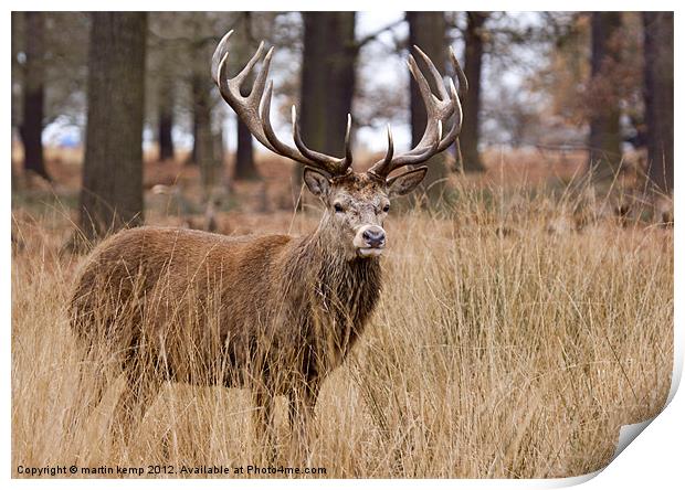 Red Deer Stag Print by Martin Kemp Wildlife