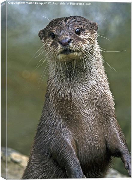 Otter Canvas Print by Martin Kemp Wildlife