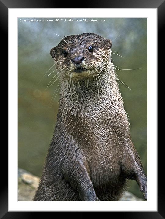 Otter Framed Mounted Print by Martin Kemp Wildlife