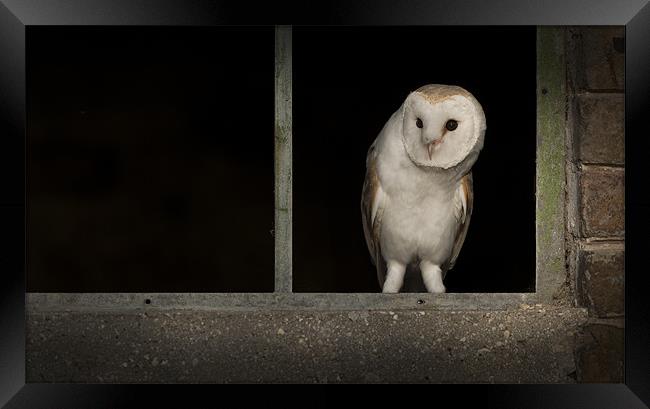 Barn Owl in Window Framed Print by Natures' Canvas: Wall Art  & Prints by Andy Astbury