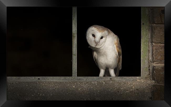 Barn Owl in Window Framed Print by Natures' Canvas: Wall Art  & Prints by Andy Astbury