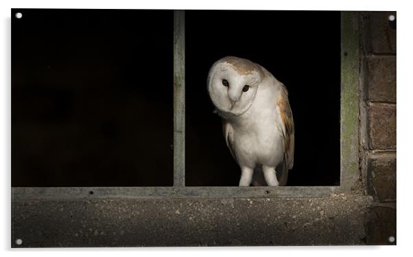 Barn Owl in Window Acrylic by Natures' Canvas: Wall Art  & Prints by Andy Astbury