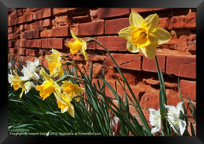 Wall of daffodils Framed Print by Howard Corlett