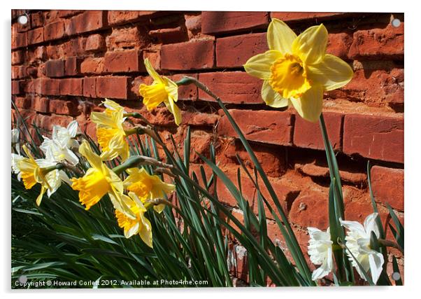 Wall of daffodils Acrylic by Howard Corlett