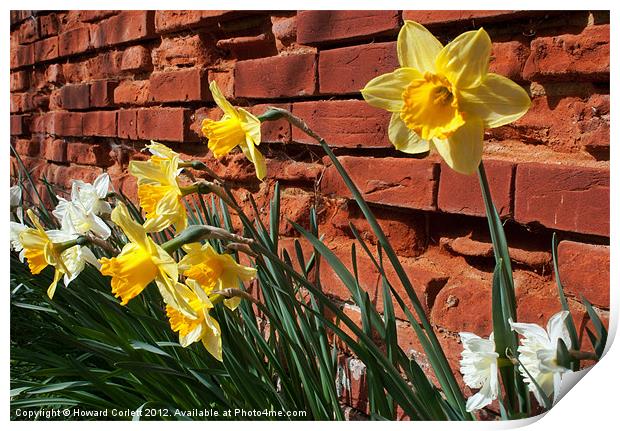 Wall of daffodils Print by Howard Corlett