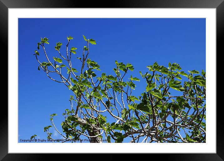 Fresh Fig Leaves Framed Mounted Print by Digby Merry
