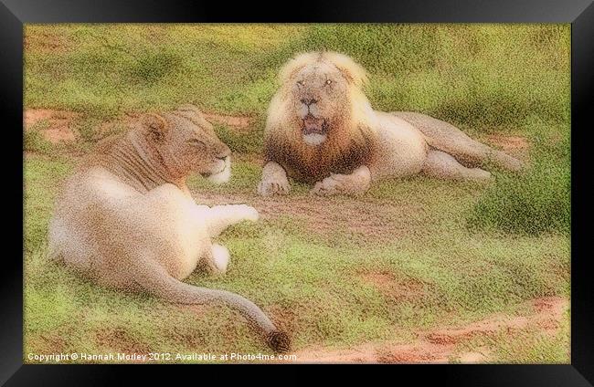 Lion Couple Framed Print by Hannah Morley