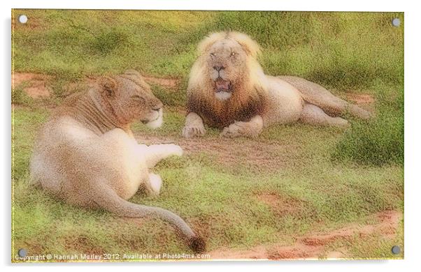 Lion Couple Acrylic by Hannah Morley