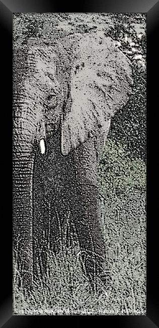 Elephant Framed Print by Hannah Morley
